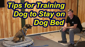 Train dog to stay on dog bed withThese Tips