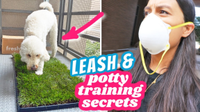 BEST POTTY PAD ALTERNATIVE ? Plus dog anxiety & leash barking tips // Fresh Patch Review