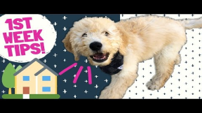 Bringing Puppy Home Tips! ? Food, Training & Care for New Dog