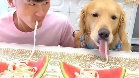 Funny Video/I can’t stop Laughing with these dogs