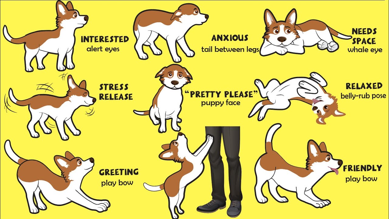 Dogs Language Explained: How to Understand Your Dog Better