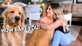 Hugging Another Dog Too Long | Jealous Dog Reaction