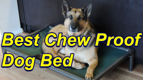 Favorite Chew Proof Dog Bed