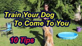 Teach your dog to come with these 10 tips