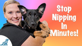 How To Stop Your Puppy From Biting - Professional Dog Training Tips