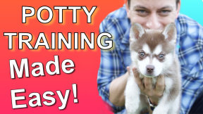 How to Potty Train your Puppy EASILY! Everything you need to know!