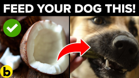 12 Human Foods That Are Actually Good For Your Dog