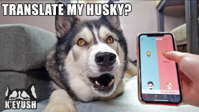 A Phone App Translates My Husky Speaking! Testing Dog Translators!