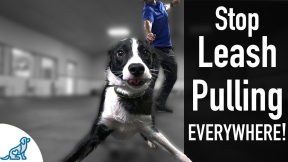How To Teach Your Dog Not To Pull On The Leash, EVER! - Professional Dog Training Tips