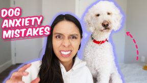 MY DOGS ARE STRUGGLING ? How I'm managing my dog's anxiety in our new home + Fresh Patch update!