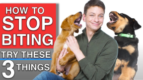 How To Train Your Puppy to STOP BITING You! 3 Things That WILL Work!
