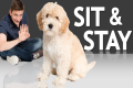 How to Teach your Puppy to Sit and