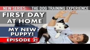 My New Puppy: The First Day Home! (NEW SERIES: The Dog Training Experience Episode 2)