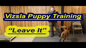 Vizsla Puppy Training- Teaching Leave It