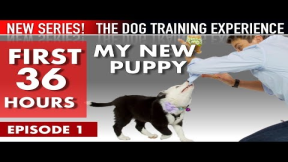 My New Puppy: The First 36 Hours (NEW SERIES: The Dog Training Experience Episode 1)