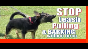 How to Train your Dog to Stop Pulling on Leash Without Force and Without Treats (Zeus the GSD)