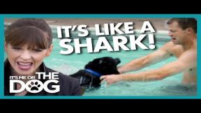 Can Canine 'Jaws' Learn to Stop Attacking Swimmers? | It's Me or The Dog