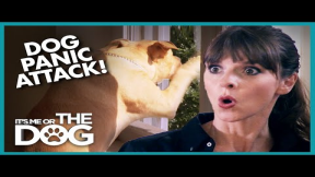 Dog's Panic Attacks are Destroying Home | It's Me or The Dog