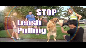 How To Train your Dog NOT to PULL on the Leash! STOP CHASING or LUNGING at CARS on a Walk!