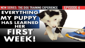 Week 1: This is what I’ve Taught My Puppy!  Housetraining, Biting, Leash Walking,, & more!
