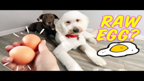 Feeding Dogs Raw Egg + Shell?! ? Dog Egg Challenge + 10/10 CRUNCH FACTOR!