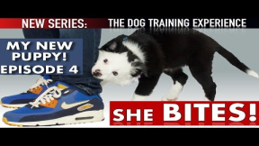 My Puppy’s First Days of Training: Stop Biting, Crate Training, Come, Socialization: EP 4
