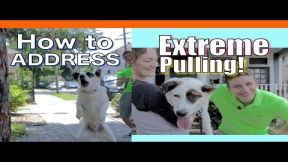 How to Train your Dog to NOT PULL on a Leash! EXTREME LEASH PULLING, BARKING, LUNGING and JUMPING!