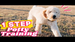 Potty Training a Puppy? WATCH THIS ? 1 step to STOP puppy potty accidents