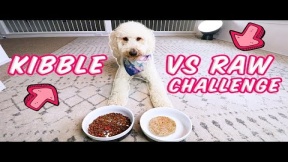 My Dogs Choose: KIBBLE or RAW FOOD?
