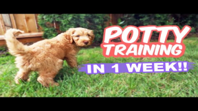 HOW TO: Potty Train Your Puppy FAST!! ? 10 week old puppy trained in 1 WEEK!!!
