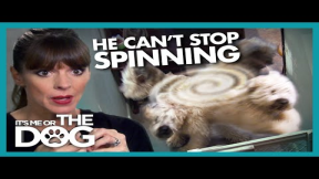 What Is Causing This Dog To Keep Spinning? |  It's Me or The Dog