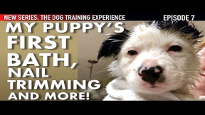 My Puppy’s First Bath, Nail Trimming & More! (New Series: The Dog Training Experience Ep. 7)