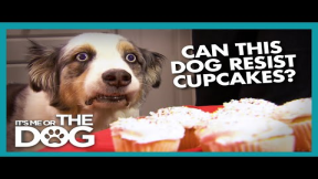 Can Stains 'The Cupcake Dog' Resist a Plate of Cupcakes? | It's Me or The Dog