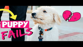 5 New Puppy Mistakes // Goldendoodle Training Tips! ?