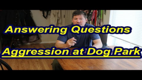 Aggression in a Dog Park Q&A