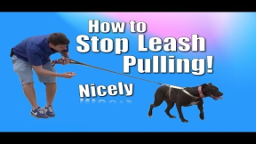How to Train Your Dog to NOT PULL on the Leash (Chloe the pit bull)