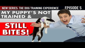 I’ve Had My Puppy 6 Days and She’s NOT TRAINED! (NEW SERIES: The Dog Training Experience Episode 5)