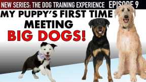 NEW EPISODE! My Puppy’s First Time Meeting BIG Dogs and WAY More! (Dog Training Experience Ep. 9)