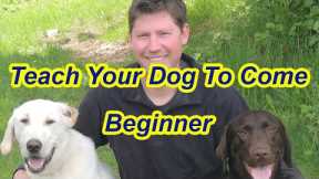Training Labrador to Come- Beginner Steps