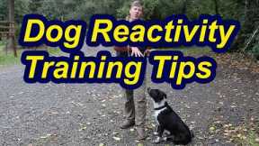 Tip for Leash Reactive Dogs- Building Engagement