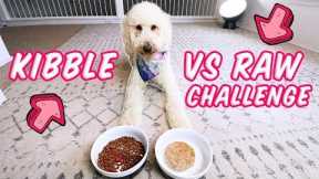 My Dogs Choose: KIBBLE or RAW FOOD?