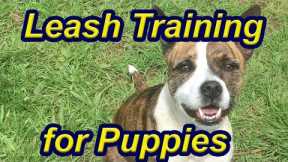 First step to Leash training your puppy
