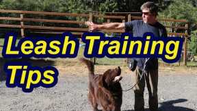 Leash Training Tips with Newfoundland Puppy