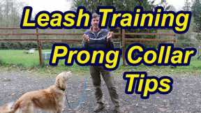 Tips for leash training your dog with prong collar