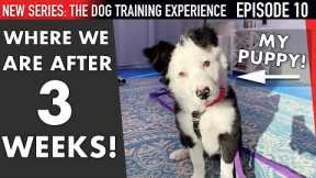 Where I Am After 3 Weeks of Training My Puppy! (Dog Training Experience Ep. 10)