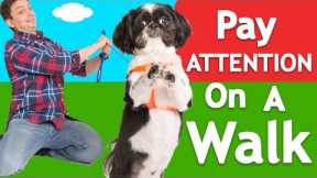 How to Teach ANY Dog to Walk Nicely on Leash!