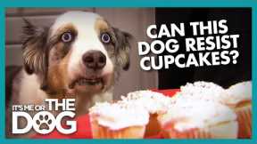 Can Stains 'The Cupcake Dog' Resist a Plate of Cupcakes? | It's Me or The Dog