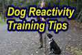Tip for Leash Reactive Dogs- Building 