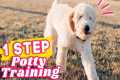Potty Training a Puppy? WATCH THIS 🐶 