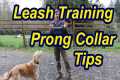 Tips for leash training your dog with 